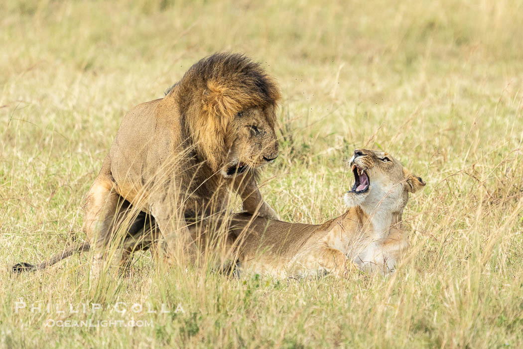 Mating pair of African lions, Masai Mara, Kenya., Panthera leo, natural history stock photograph, photo id 39635