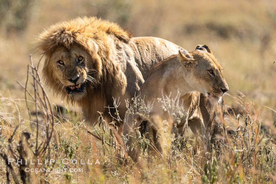 Mating pair of African lions, Masai Mara, Kenya. Maasai Mara National Reserve, Panthera leo, natural history stock photograph, photo id 39629