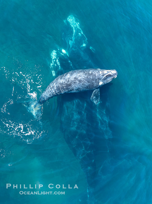 Mating pair of Southern Right Whales, aerial photo. The female's calf is seen at the surface above the adults; it has no choice but to stay near its mother even if she is involved in courtship or mating activities. By permission of the Government of Argentina, Chubut, permit # 51 / 2025-SsCyA., Eubalaena australis, natural history stock photograph, photo id 41222