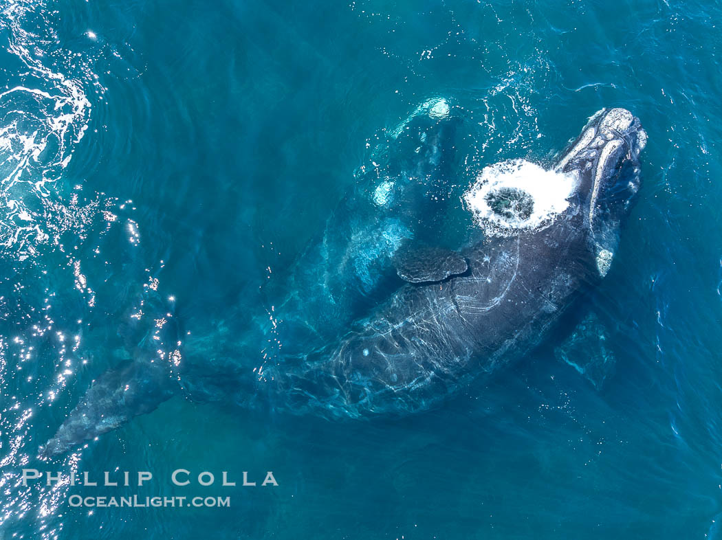 Mating pair of Southern Right Whales, aerial photo. In this photo, the male is grasping the female with one of his pectoral fins as a prelude to copulation. By permission of the Government of Argentina, Chubut, permit # 51 / 2025-SsCyA., Eubalaena australis, natural history stock photograph, photo id 41298