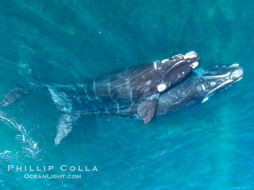Mating pair of Southern Right Whales, aerial photo. In this photo, the male is grasping the female with one of his pectoral fins as a prelude to copulation. By permission of the Government of Argentina, Chubut, permit # 51 / 2025-SsCyA, Eubalaena australis, Puerto Piramides Mating pair of Southern Right Whales, aerial photo. In this photo, the male is grasping the female with one of his pectoral fins as a prelude to copulation. By permission of the Government of Argentina, Chubut, permit # 51 / 2025-SsCyA, Eubalaena australis, Puerto Piramides
