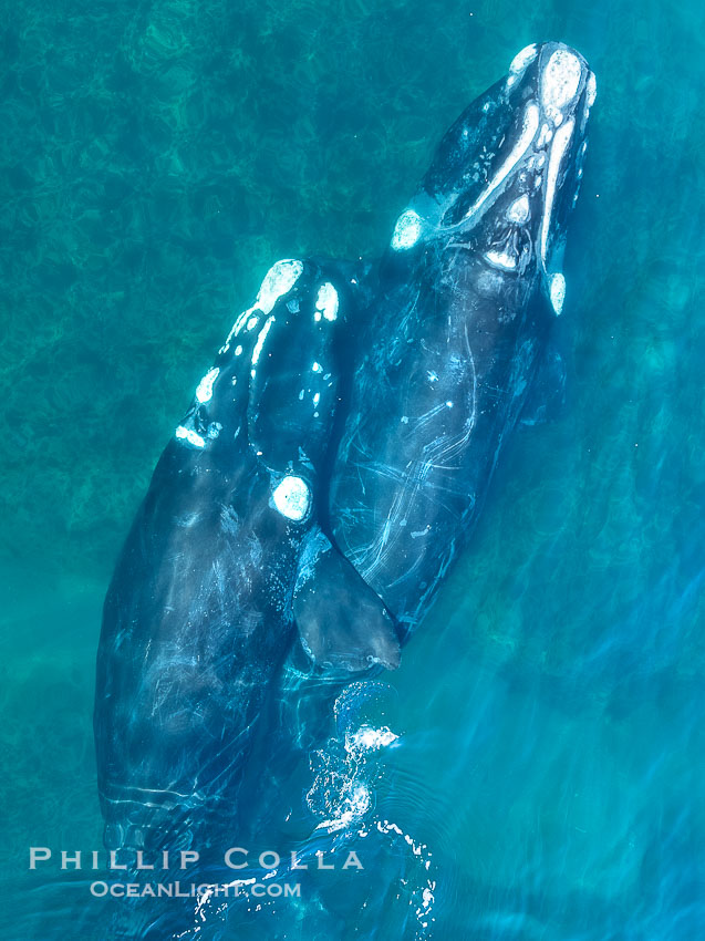 Mating pair of Southern Right Whales, aerial photo. In this photo, the male is grasping the female with one of his pectoral fins as a prelude to copulation. By permission of the Government of Argentina, Chubut, permit # 51 / 2025-SsCyA, Eubalaena australis, Puerto Piramides Mating pair of Southern Right Whales, aerial photo. In this photo, the male is grasping the female with one of his pectoral fins as a prelude to copulation. By permission of the Government of Argentina, Chubut, permit # 51 / 2025-SsCyA, Eubalaena australis, Puerto Piramides