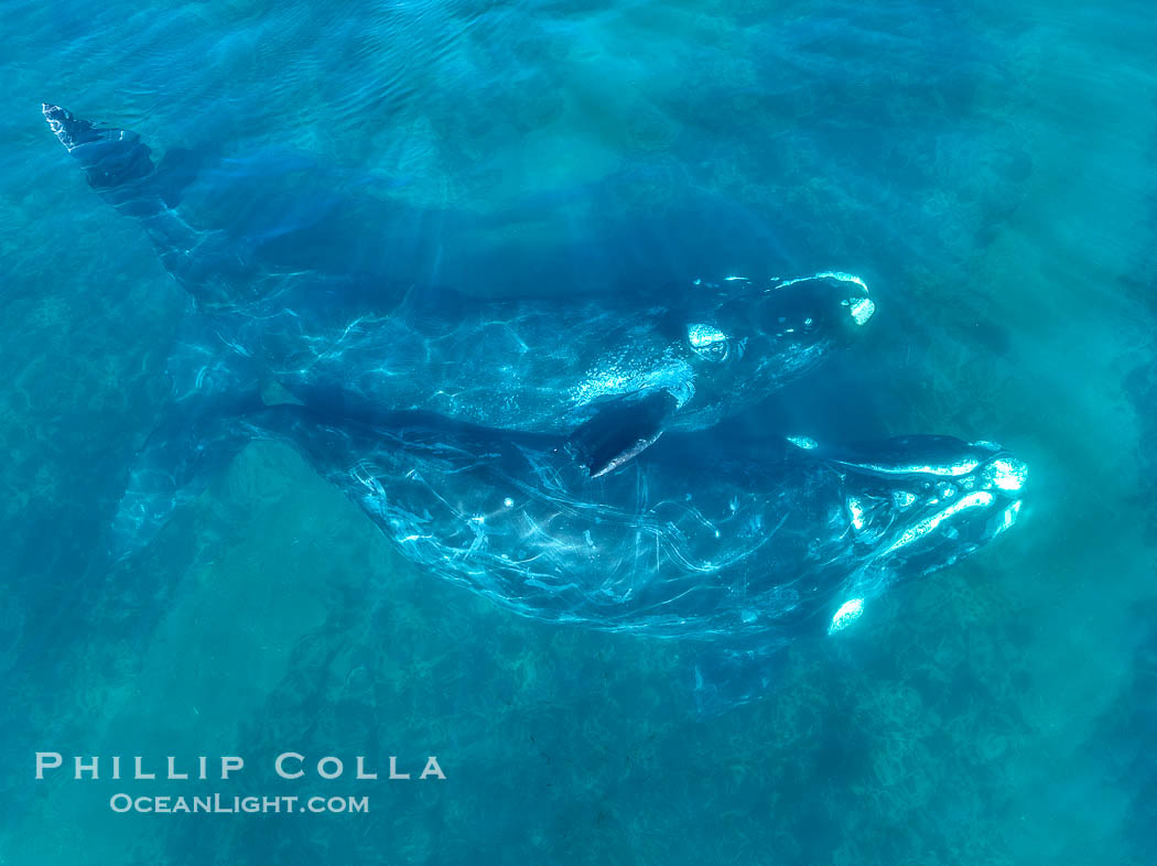 Mating pair of Southern Right Whales, aerial photo. In this photo, the male is grasping the female with one of his pectoral fins as a prelude to copulation. By permission of the Government of Argentina, Chubut, permit # 51 / 2025-SsCyA, Eubalaena australis, Puerto Piramides Mating pair of Southern Right Whales, aerial photo. In this photo, the male is grasping the female with one of his pectoral fins as a prelude to copulation. By permission of the Government of Argentina, Chubut, permit # 51 / 2025-SsCyA, Eubalaena australis, Puerto Piramides