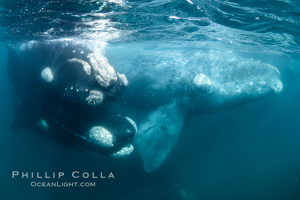 Mating pair of southern right whales underwater (on left), Eubalaena australis, Argentina. Puerto Piramides, Chubut, Eubalaena australis, natural history stock photograph, photo id 35923