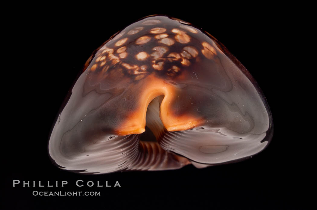 Mauritius Island Cowrie., Cypraea mauritiana, natural history stock photograph, photo id 08300