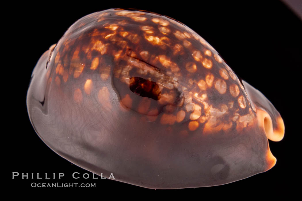 Mauritius Island Cowrie., Cypraea mauritiana, natural history stock photograph, photo id 08532