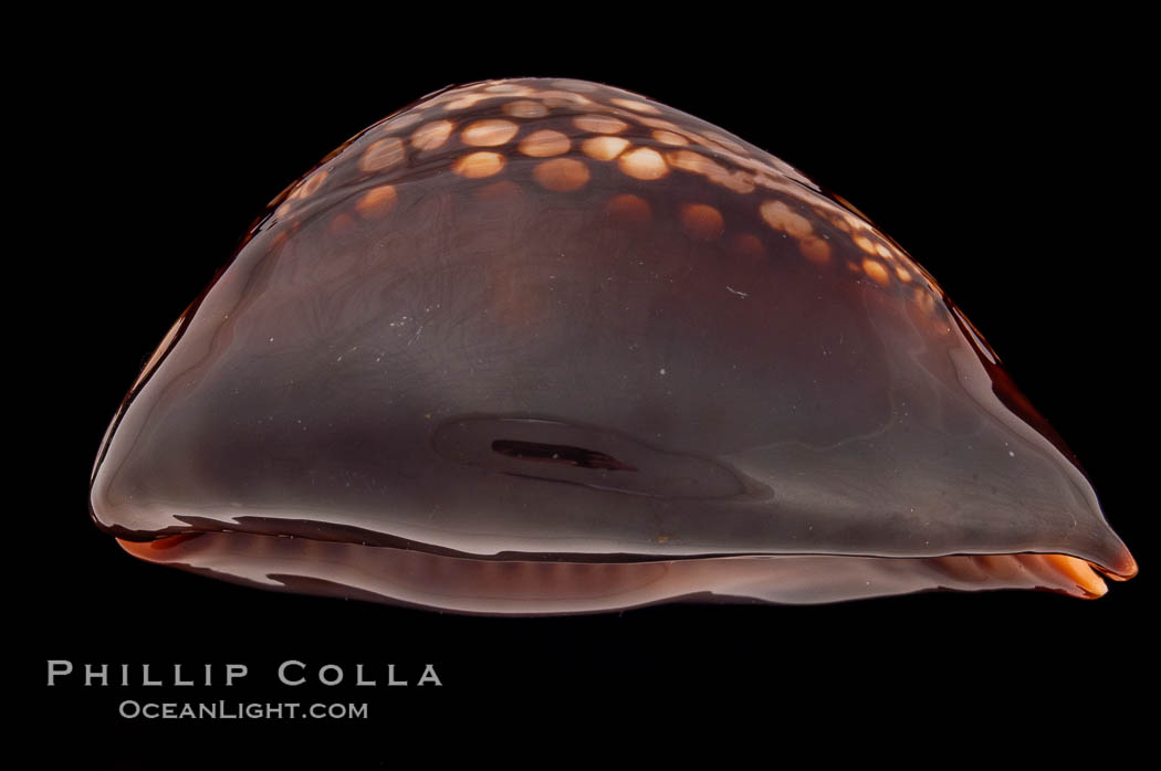 Mauritius Island Cowrie., Cypraea mauritiana, natural history stock photograph, photo id 08299