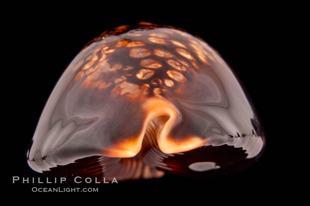 Mauritius Island Cowrie., Cypraea mauritiana, natural history stock photograph, photo id 08531