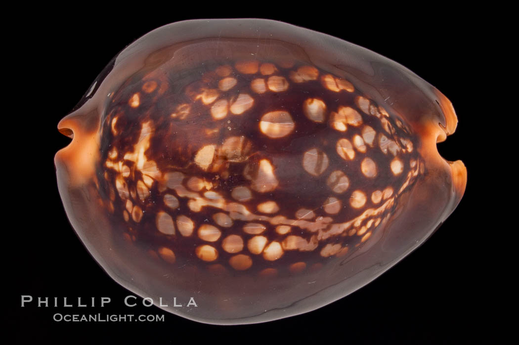 Mauritius Island Cowrie., Cypraea mauritiana, natural history stock photograph, photo id 08297