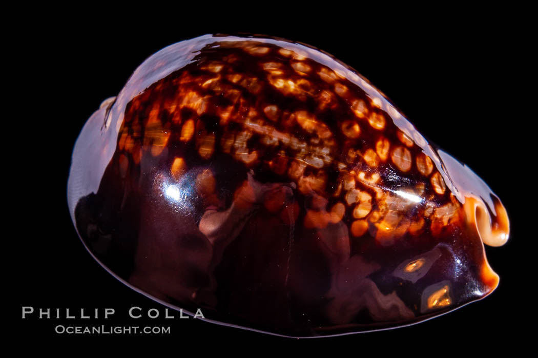 Mauritius Island Cowrie., Cypraea mauritiana, natural history stock photograph, photo id 08533