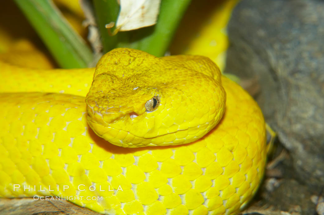 McGregors tree viper., Trimeresurus mcgregori, natural history stock photograph, photo id 12814