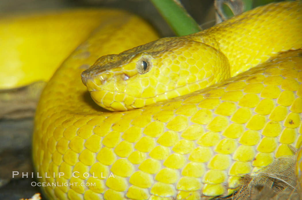 McGregors tree viper., Trimeresurus mcgregori, natural history stock photograph, photo id 12736