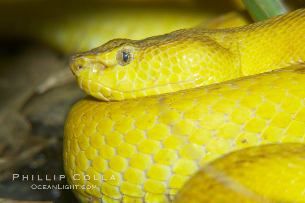 McGregors tree viper., Trimeresurus mcgregori, natural history stock photograph, photo id 12735