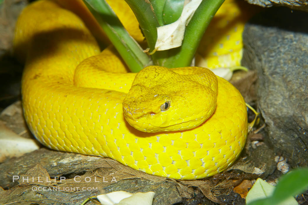 McGregors tree viper., Trimeresurus mcgregori, natural history stock photograph, photo id 12813