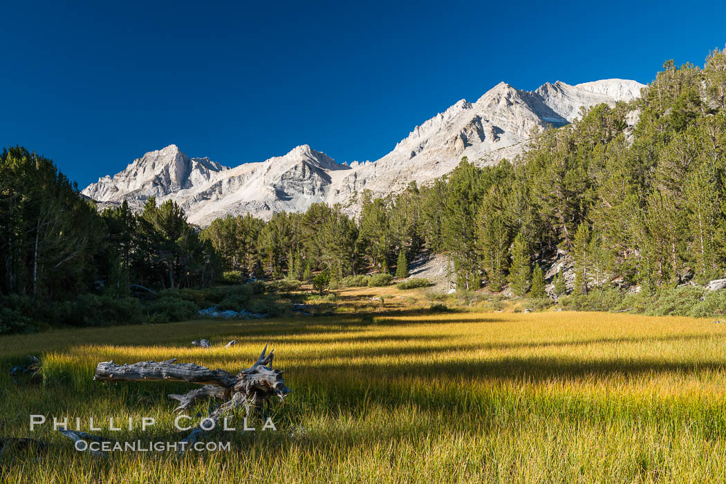 Meadow and Sierra Nevada peak Bear Creek Spire at sunrise, Little Lakes Valley, John Muir Wilderness, Inyo National Forest. Little Lakes Valley, Inyo National Forest, California, USA, natural history stock photograph, photo id 31176