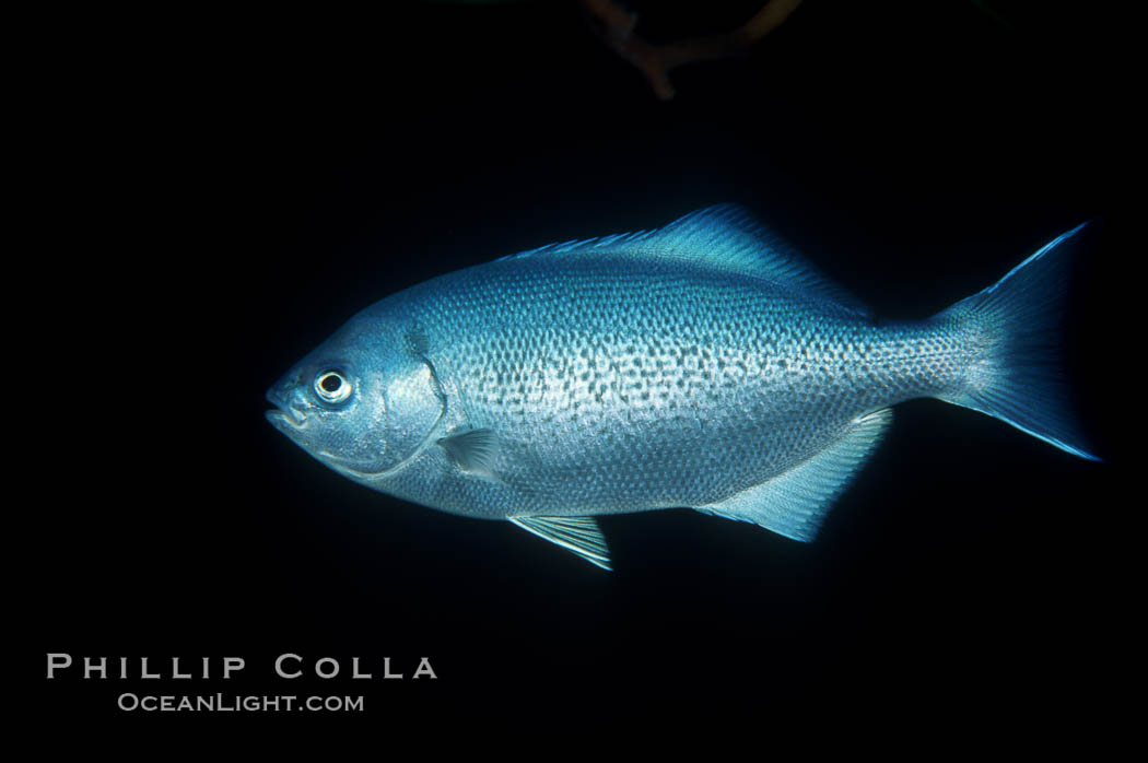 Half-moon perch. San Diego, California, USA, Medialuna californiensis, natural history stock photograph, photo id 01934