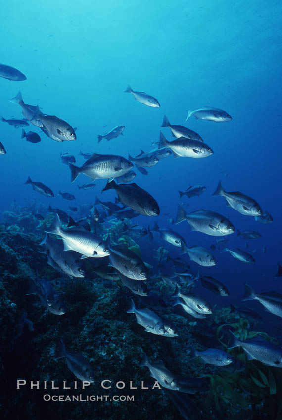 Half-moon perch. San Clemente Island, California, USA, Medialuna californiensis, natural history stock photograph, photo id 05150