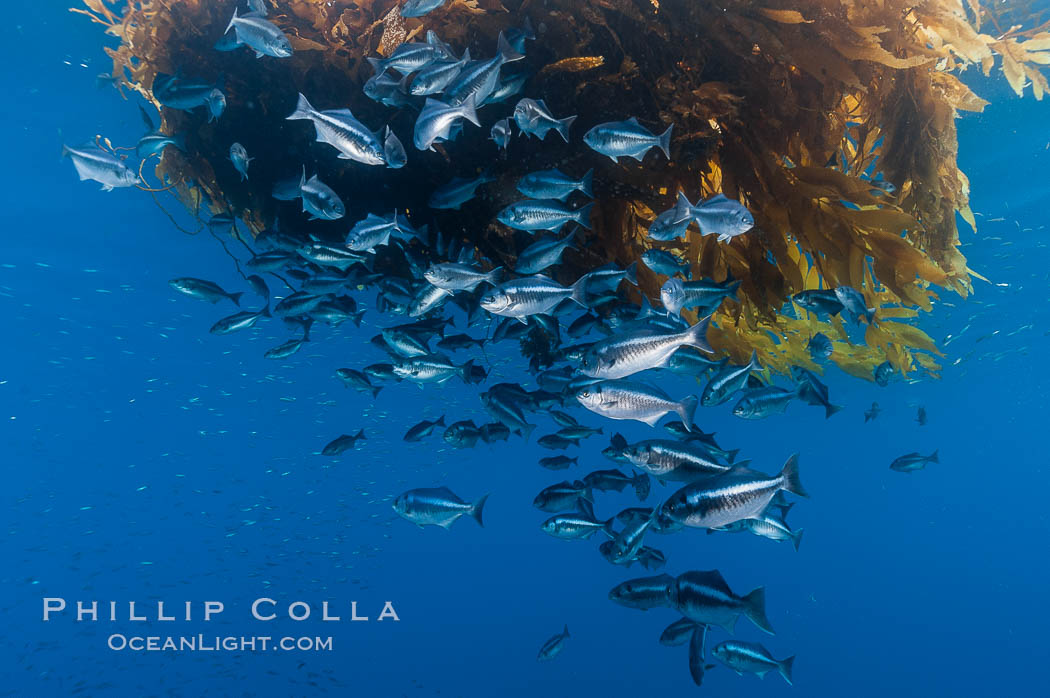 Half-moon perch school below offshore drift kelp, open ocean. San Diego, California, USA, Medialuna californiensis, natural history stock photograph, photo id 09990