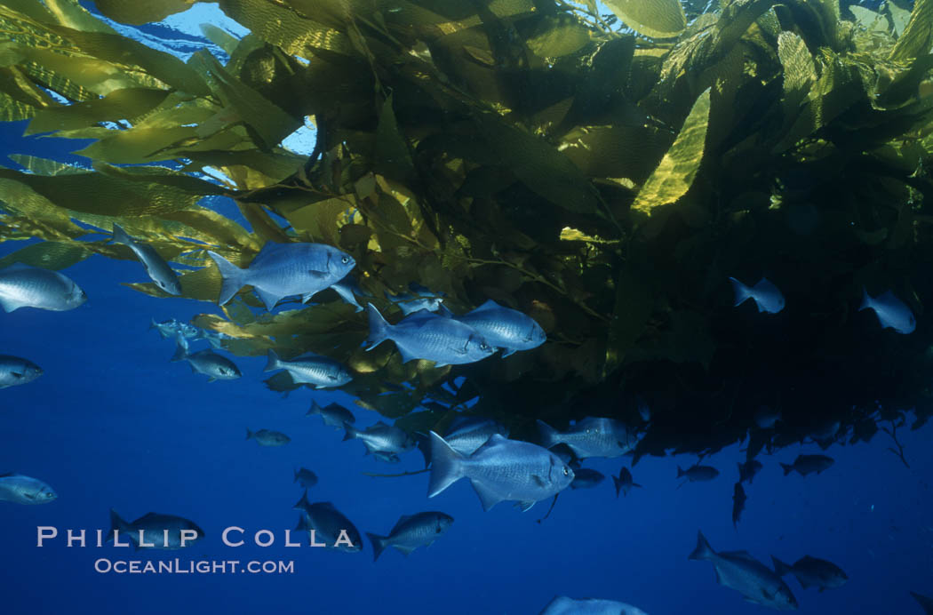 Half-moon perch school below offshore drift kelp. San Diego, California, USA, Medialuna californiensis, natural history stock photograph, photo id 07065