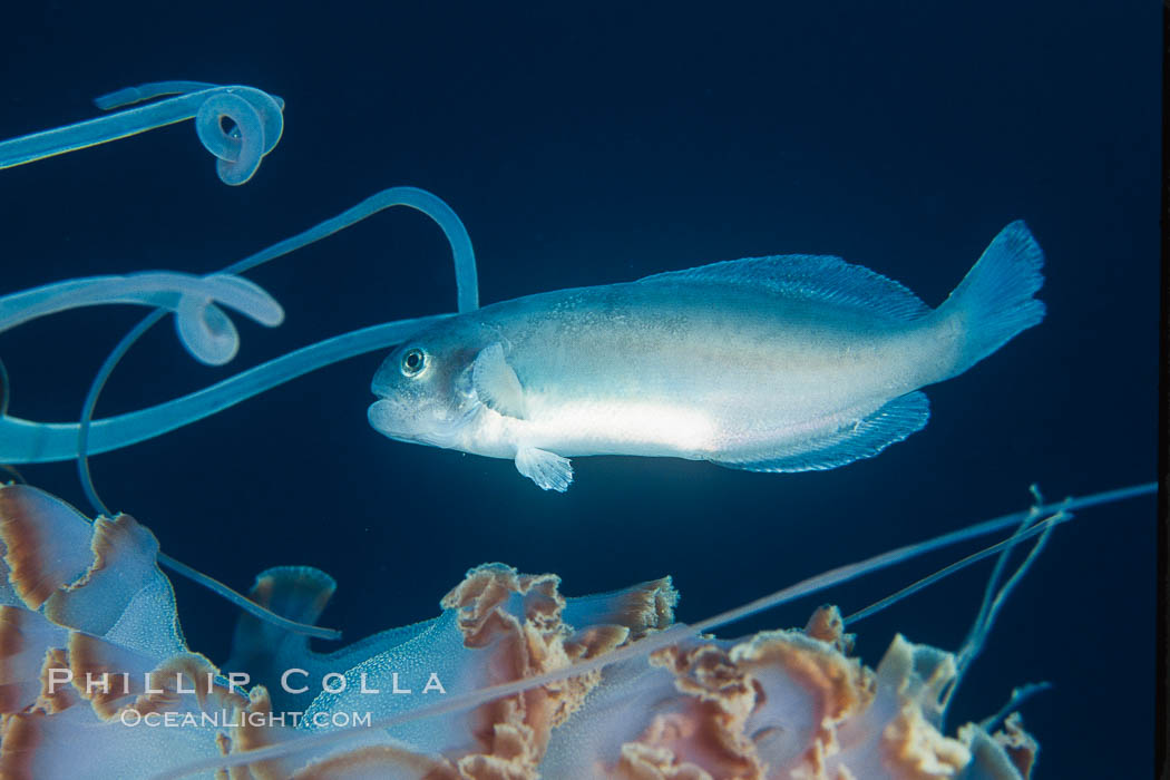 Medusa fish, hitching ride with Purple-striped jellyfish, open ocean. California, USA, Chrysaora colorata, Medusa, natural history stock photograph, photo id 04779