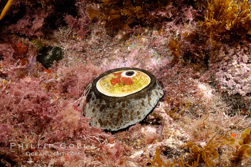 Giant keyhole limpet attached to rock, surrounded by unidentified marine algae. Guadalupe Island (Isla Guadalupe), Baja California, Mexico, Megathura crenulata, natural history stock photograph, photo id 09574