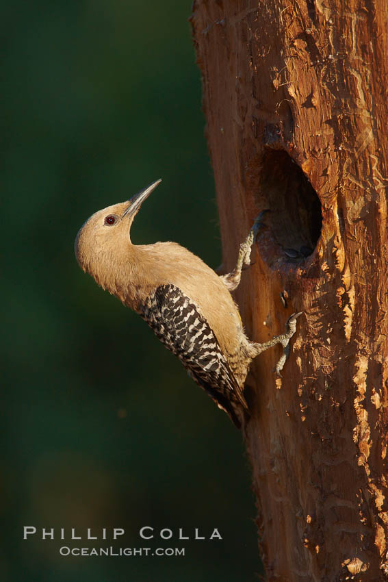 Gila woodpecker, female. Amado, Arizona, USA, Melanerpes uropygialis, natural history stock photograph, photo id 22937