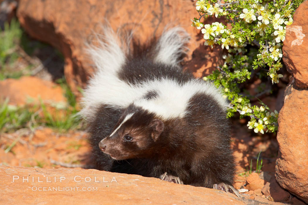 Striped skunk.  The striped skunk prefers somewhat open areas with a mixture of habitats such as woods, grasslands, and agricultural clearings. They are usually never found further than two miles from a water source. They are also often found in suburban areas because of the abundance of buildings that provide them with cover., Mephitis mephitis, natural history stock photograph, photo id 12062