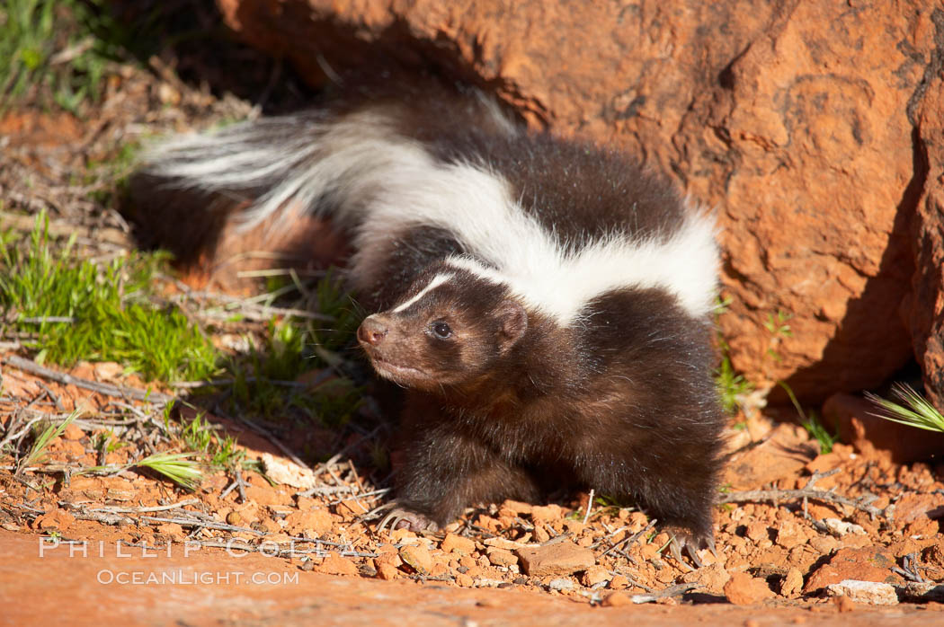Striped skunk.  The striped skunk prefers somewhat open areas with a mixture of habitats such as woods, grasslands, and agricultural clearings. They are usually never found further than two miles from a water source. They are also often found in suburban areas because of the abundance of buildings that provide them with cover., Mephitis mephitis, natural history stock photograph, photo id 12068