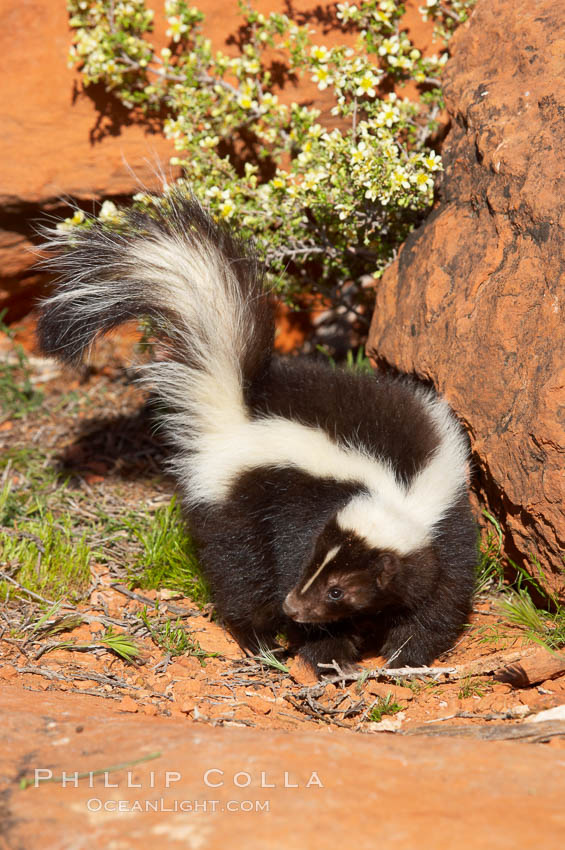 Striped skunk.  The striped skunk prefers somewhat open areas with a mixture of habitats such as woods, grasslands, and agricultural clearings. They are usually never found further than two miles from a water source. They are also often found in suburban areas because of the abundance of buildings that provide them with cover., Mephitis mephitis, natural history stock photograph, photo id 12053