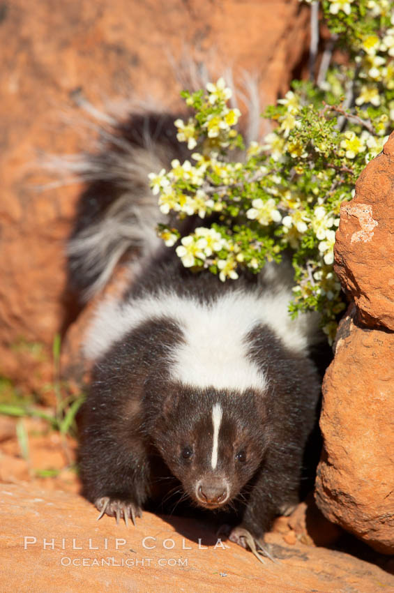 Striped skunk.  The striped skunk prefers somewhat open areas with a mixture of habitats such as woods, grasslands, and agricultural clearings. They are usually never found further than two miles from a water source. They are also often found in suburban areas because of the abundance of buildings that provide them with cover., Mephitis mephitis, natural history stock photograph, photo id 12065