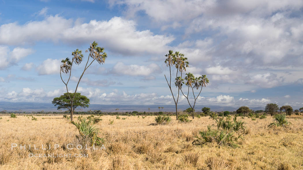 Meru National Park landscape. Kenya, Hyphaene thebaica, natural history stock photograph, photo id 29698