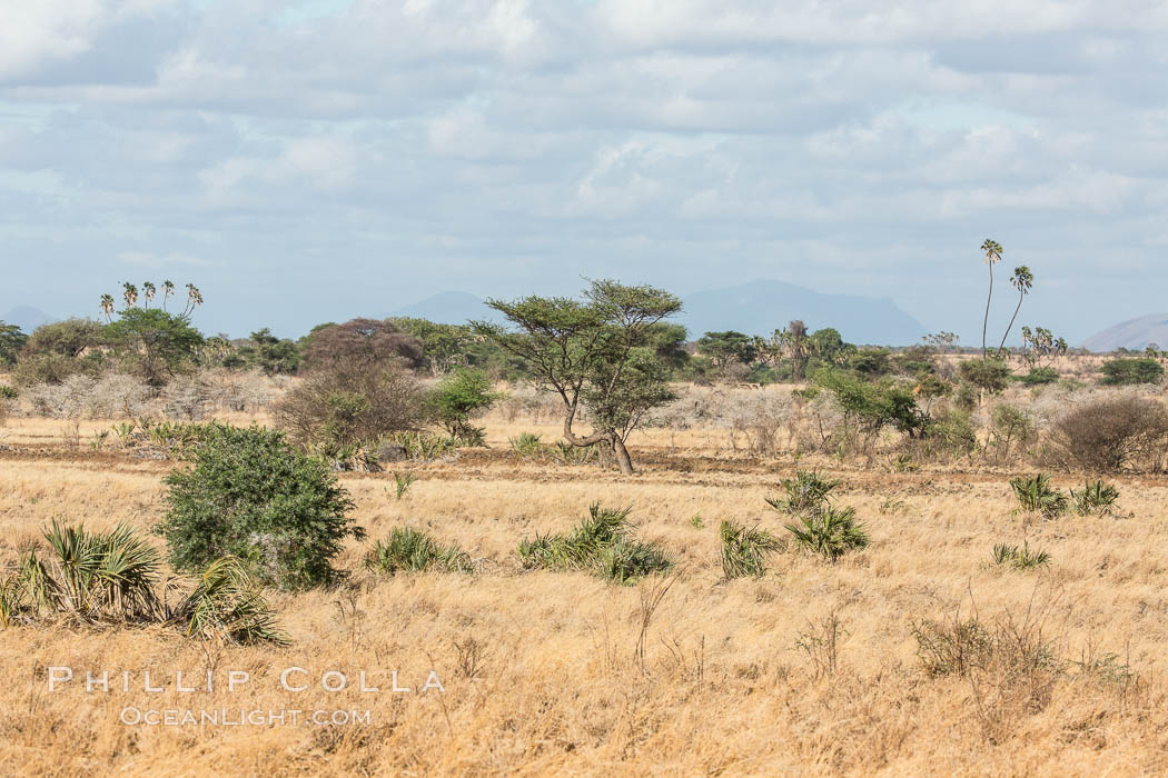 Meru National Park landscape. Kenya, natural history stock photograph, photo id 29708