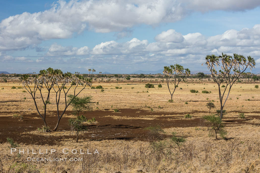 Meru National Park landscape. Kenya, Hyphaene thebaica, natural history stock photograph, photo id 29712
