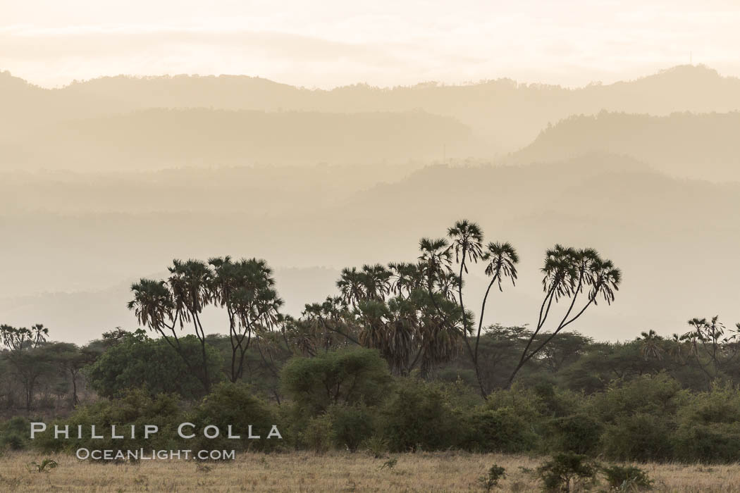Meru National Park landscape. Kenya, Hyphaene thebaica, natural history stock photograph, photo id 29639