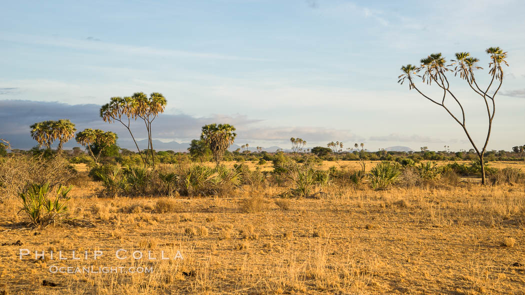 Meru National Park landscape. Kenya, Hyphaene thebaica, natural history stock photograph, photo id 29679