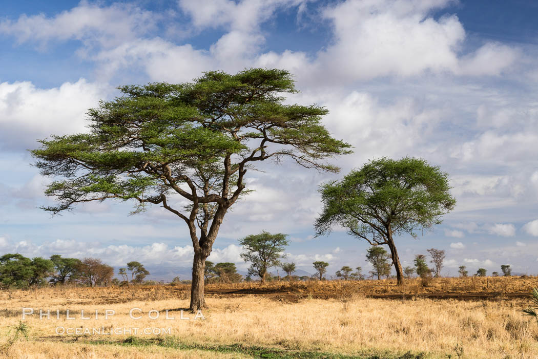 Meru National Park landscape. Kenya, natural history stock photograph, photo id 29699
