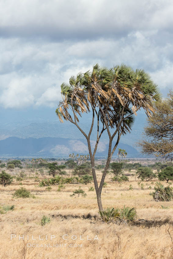Meru National Park landscape. Kenya, Hyphaene thebaica, natural history stock photograph, photo id 29707