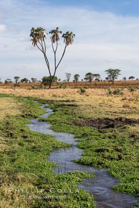 Meru National Park landscape. Kenya, Hyphaene thebaica, natural history stock photograph, photo id 29697