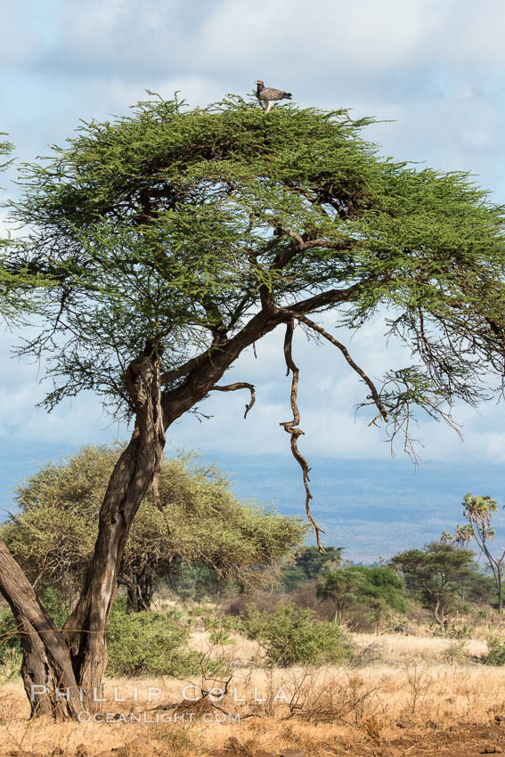 Meru National Park landscape. Kenya, natural history stock photograph, photo id 29701