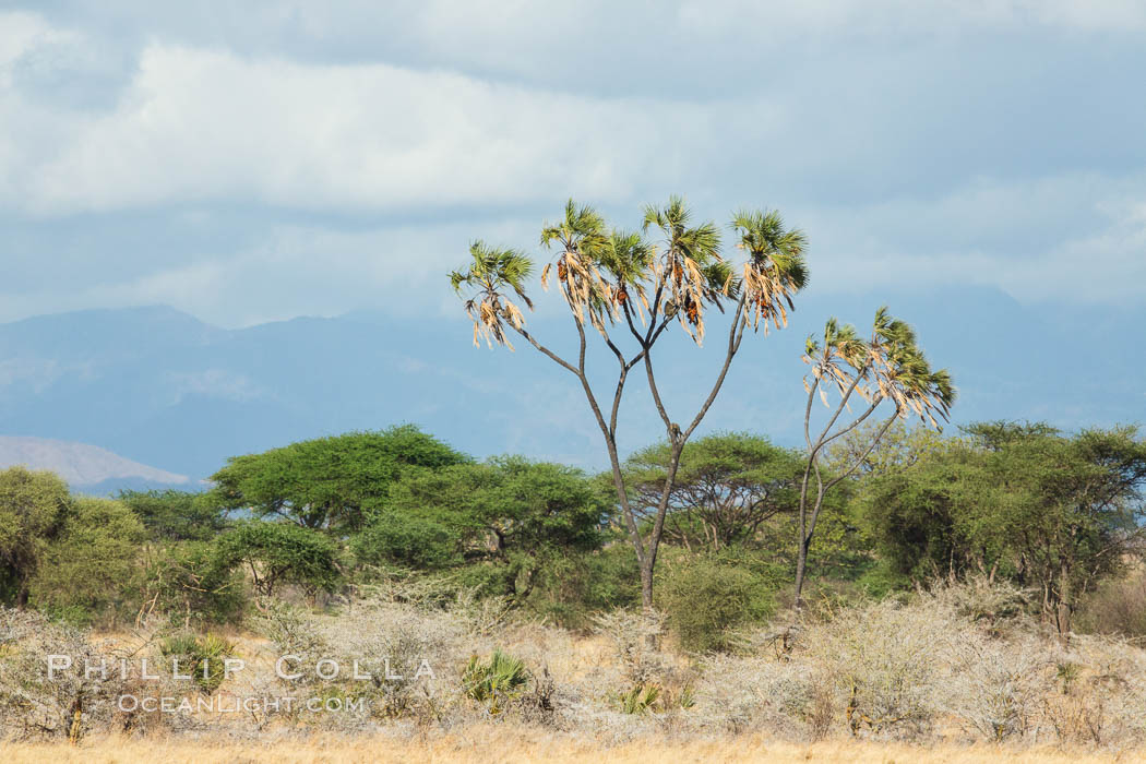 Meru National Park landscape. Kenya, Hyphaene thebaica, natural history stock photograph, photo id 29705