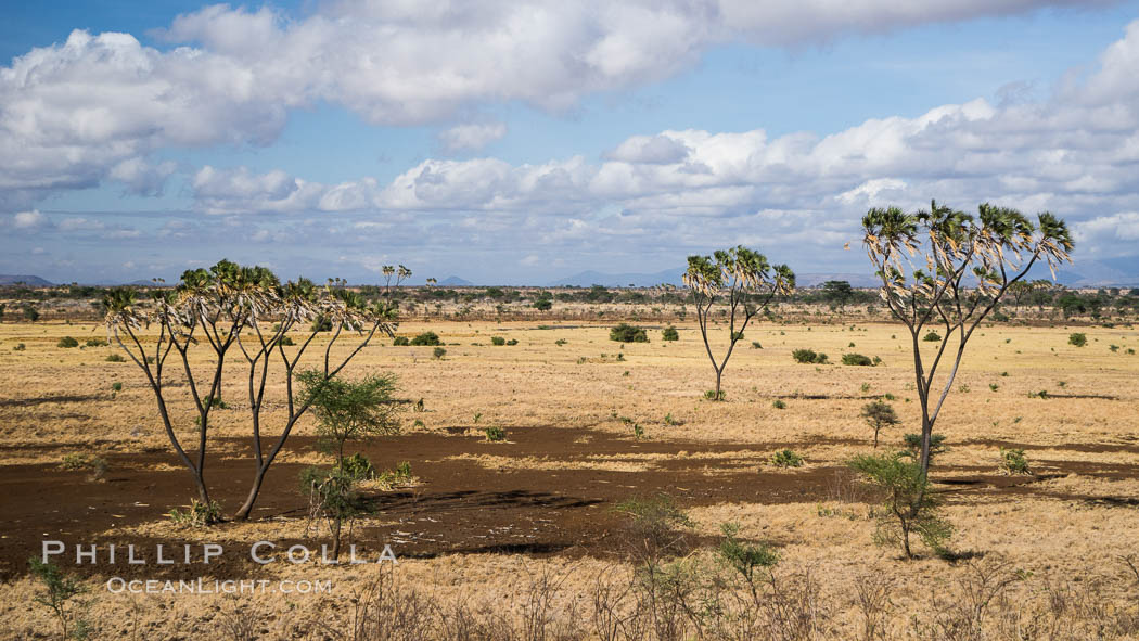 Meru National Park landscape. Kenya, Hyphaene thebaica, natural history stock photograph, photo id 29709