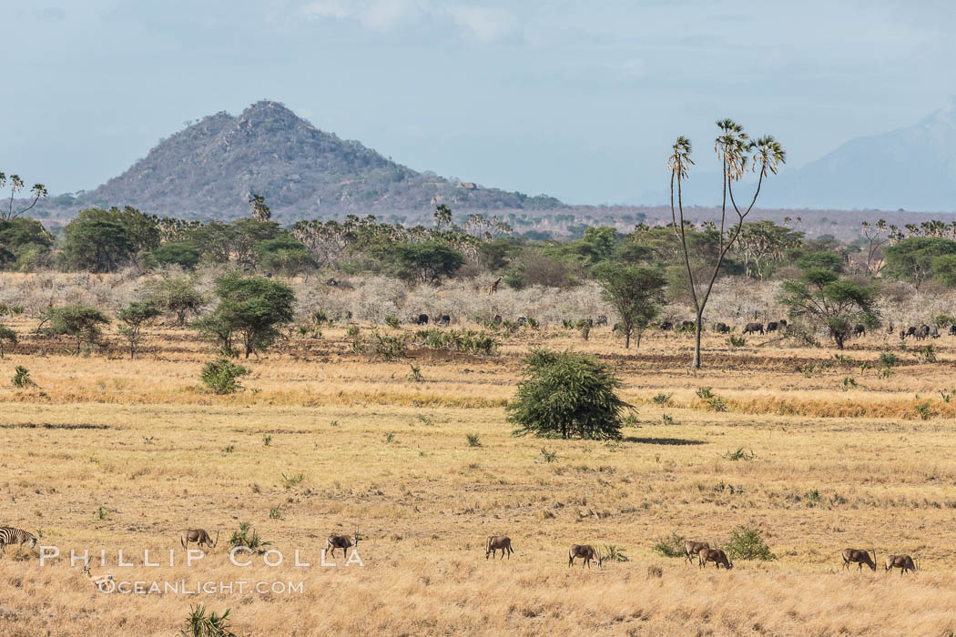 Meru National Park landscape. Kenya, Hyphaene thebaica, natural history stock photograph, photo id 29713