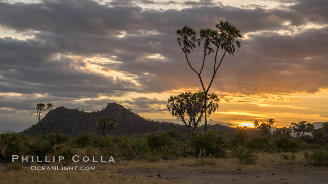 Meru National Park sunset, with Elsa's Kopje in the distance, landscape. Kenya, Hyphaene thebaica, natural history stock photograph, photo id 29758