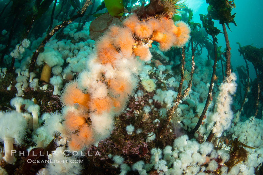 Metridium and proliferating anemones cling to bull kelp. Browning Pass, Vancouver Island, Metridium senile, Nereocystis luetkeana