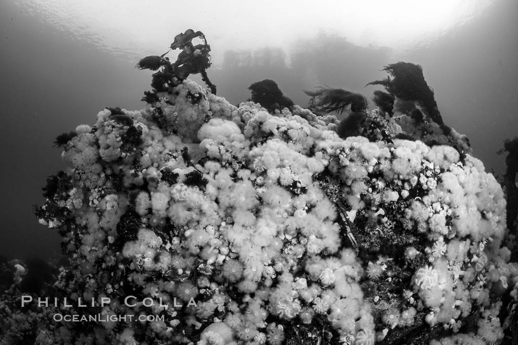 White metridium anemones fed by strong ocean currents, cover a cold water reef teeming with invertebrate life. Browning Pass, Vancouver Island. British Columbia, Canada, Metridium senile, natural history stock photograph, photo id 35408