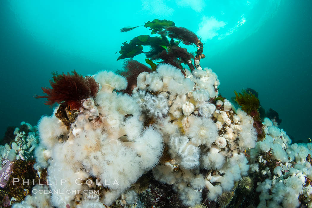 White metridium anemones fed by strong ocean currents, cover a cold water reef teeming with invertebrate life. Browning Pass, Vancouver Island. British Columbia, Canada, Metridium senile, natural history stock photograph, photo id 35347