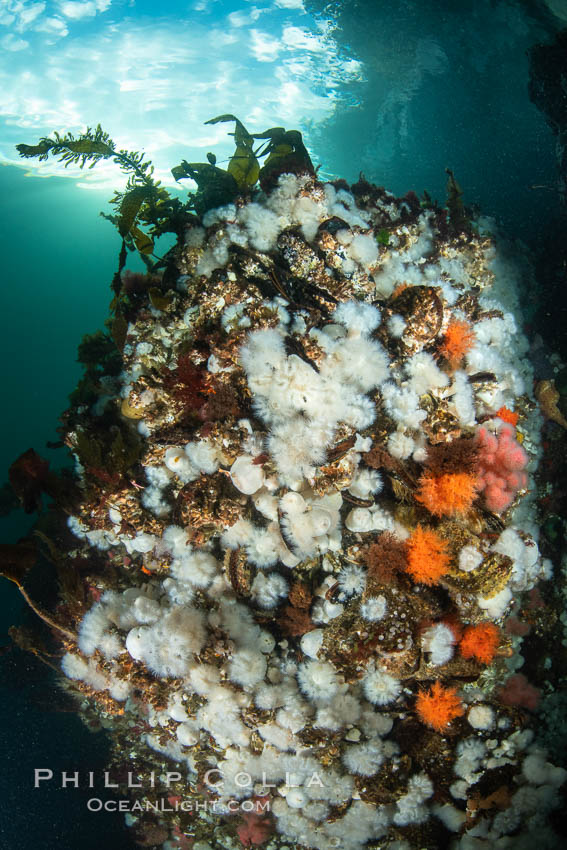 White metridium anemones fed by strong ocean currents, cover a cold water reef teeming with invertebrate life. Browning Pass, Vancouver Island. British Columbia, Canada, Metridium senile, natural history stock photograph, photo id 35277