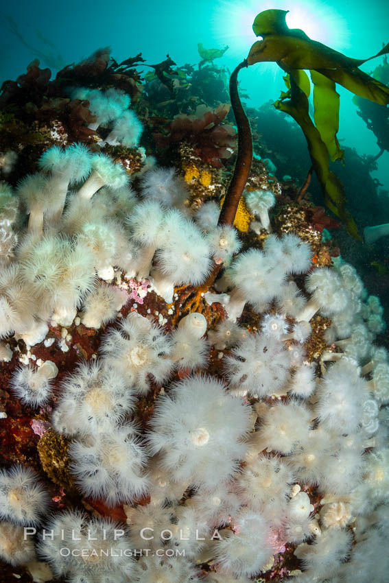 White metridium anemones fed by strong ocean currents, cover a cold water reef teeming with invertebrate life. Browning Pass, Vancouver Island, Metridium senile