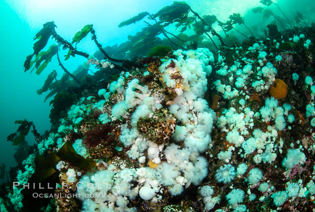 White metridium anemones fed by strong ocean currents, cover a cold water reef teeming with invertebrate life. Browning Pass, Vancouver Island. British Columbia, Canada, Metridium senile, natural history stock photograph, photo id 35397