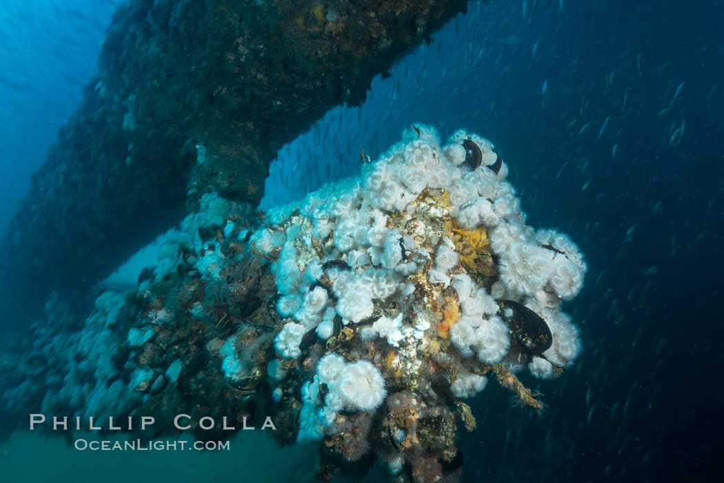 Metridium anemones covering Oil Rig Elly underwater structure. Long Beach, California, USA, Metridium senile, natural history stock photograph, photo id 31128